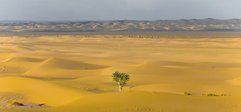 green plant in middle of desert Photo by Karim MANJRA